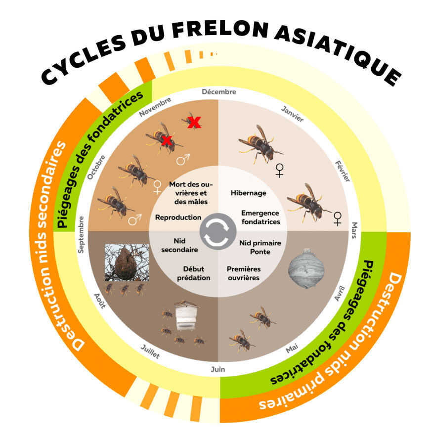 106400 652 Cycle frelon asiatique