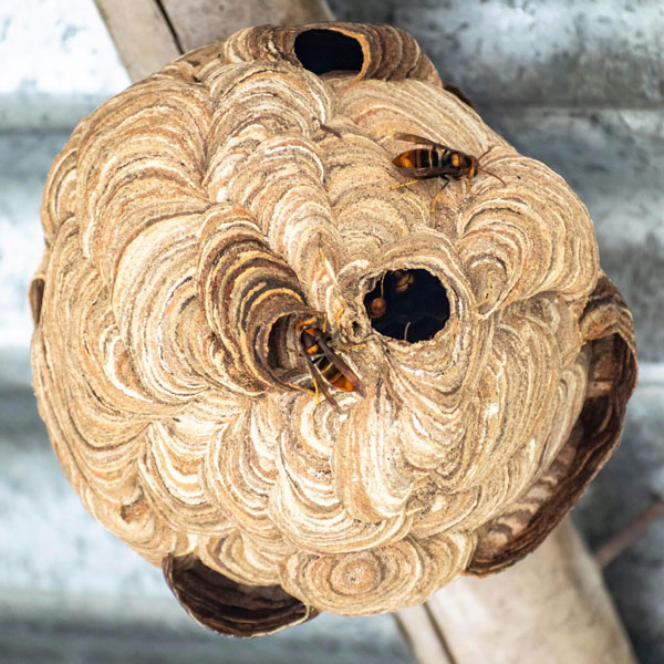 Un nid de frelon asiatique